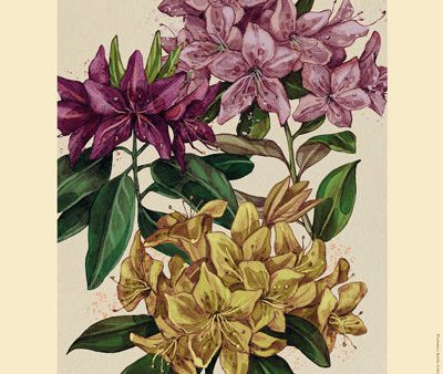 Plansch, rododendron Online now